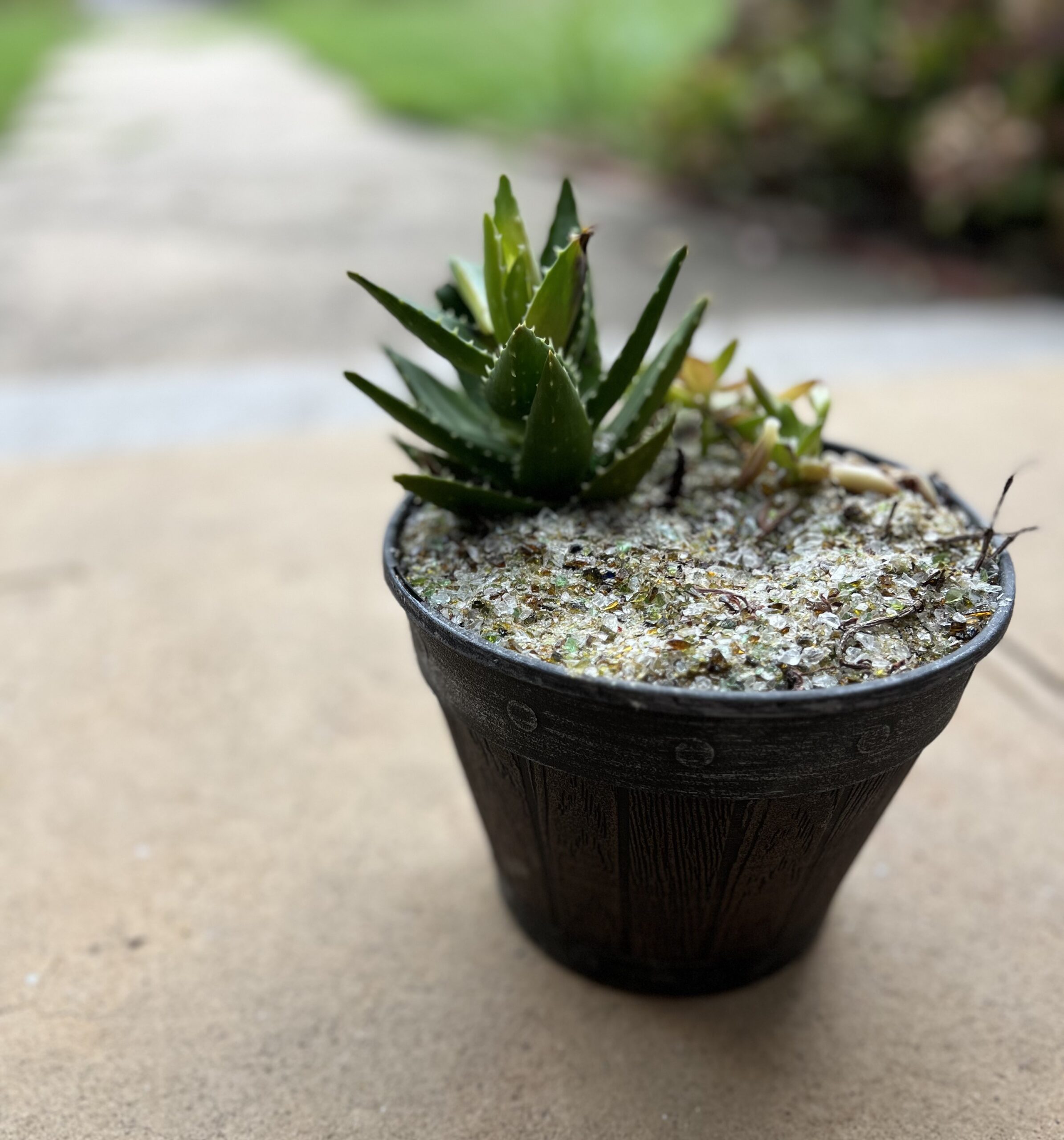 plant